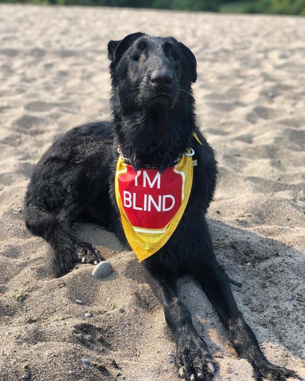 blind dog lying on a beach