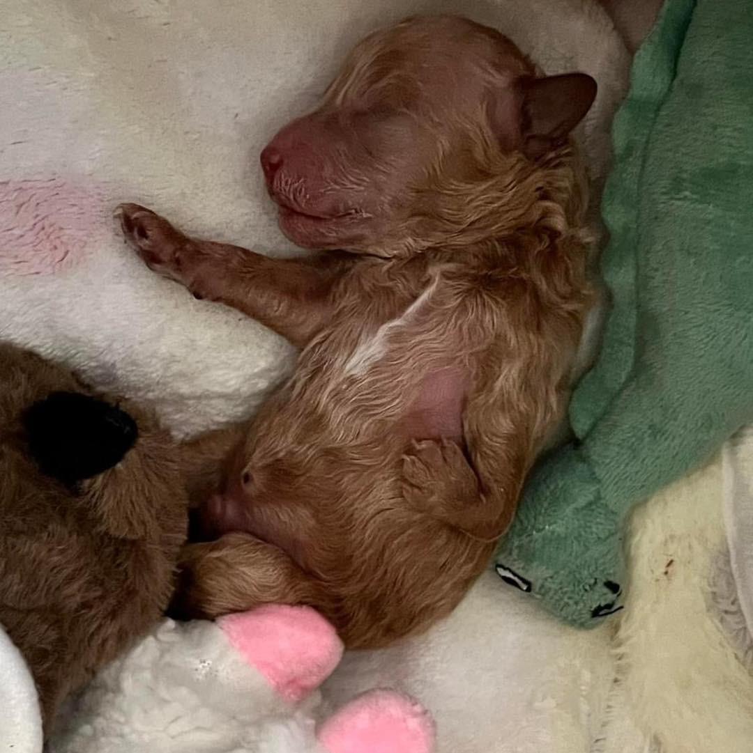 brown newborn pup