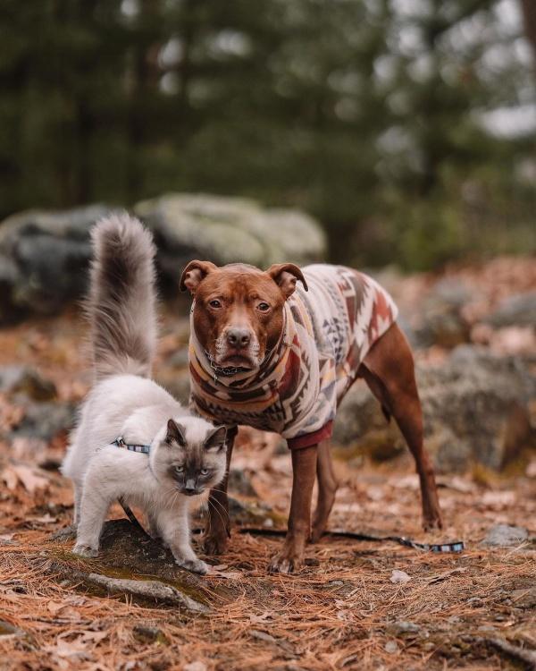 cat and dog portrait in nature