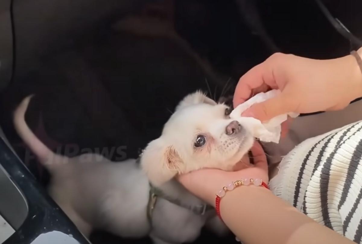 cleaning the white pup