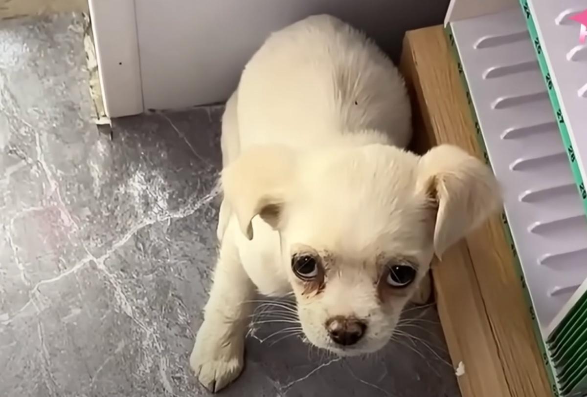 cute little white pup