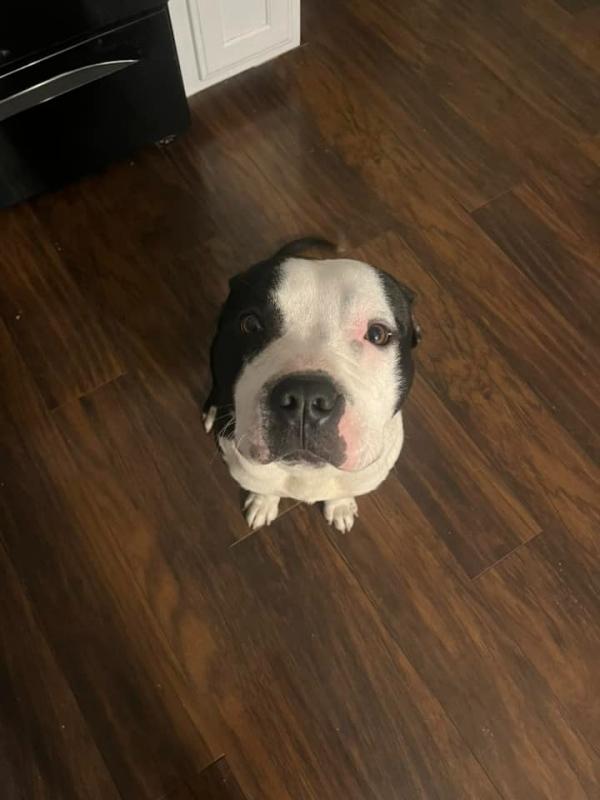 cute photo of gibson after rescue