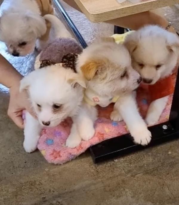 cute pups growing up