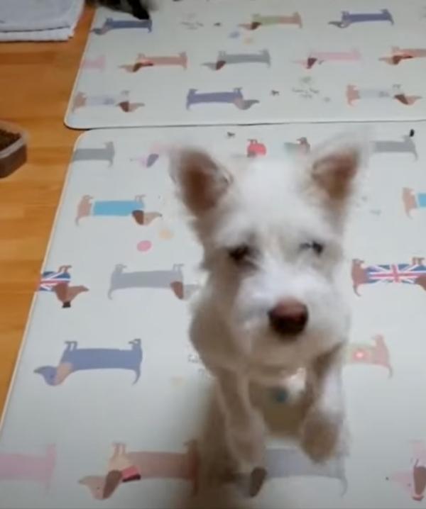 cute white dog playing