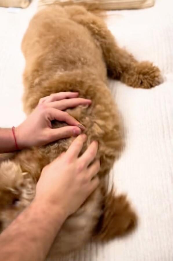 dog being search on bed