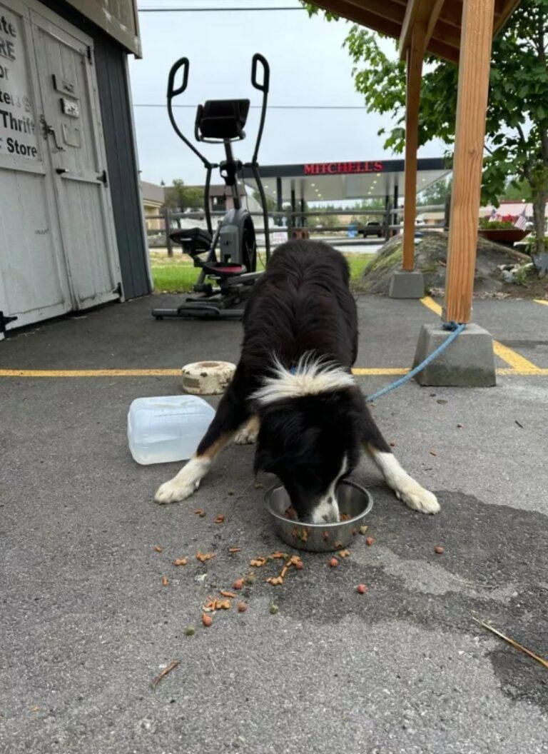 dog eating food in shelter