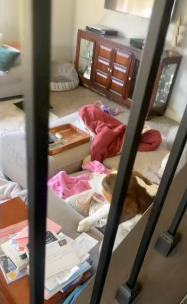 dog enjoying life on couch