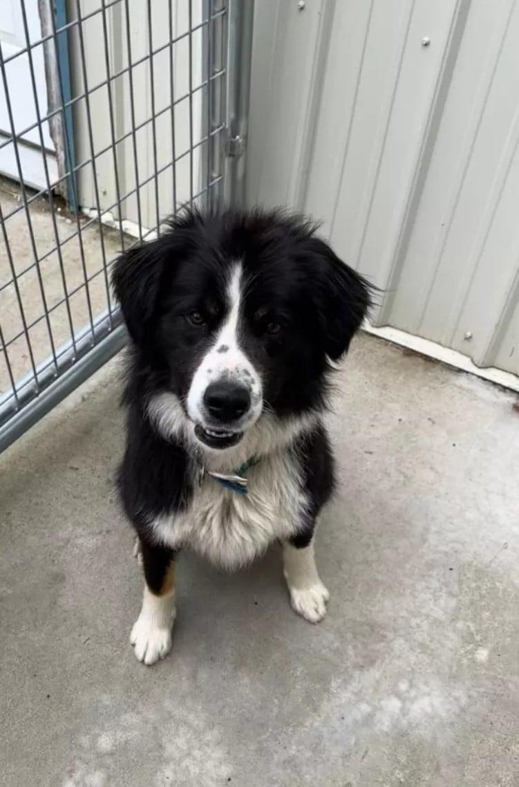 dog in his kennel in a shelter