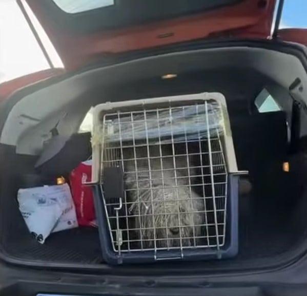 dog in kennel inside car trunk
