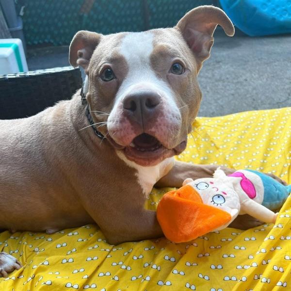 dog lying on yellow carpet with toy