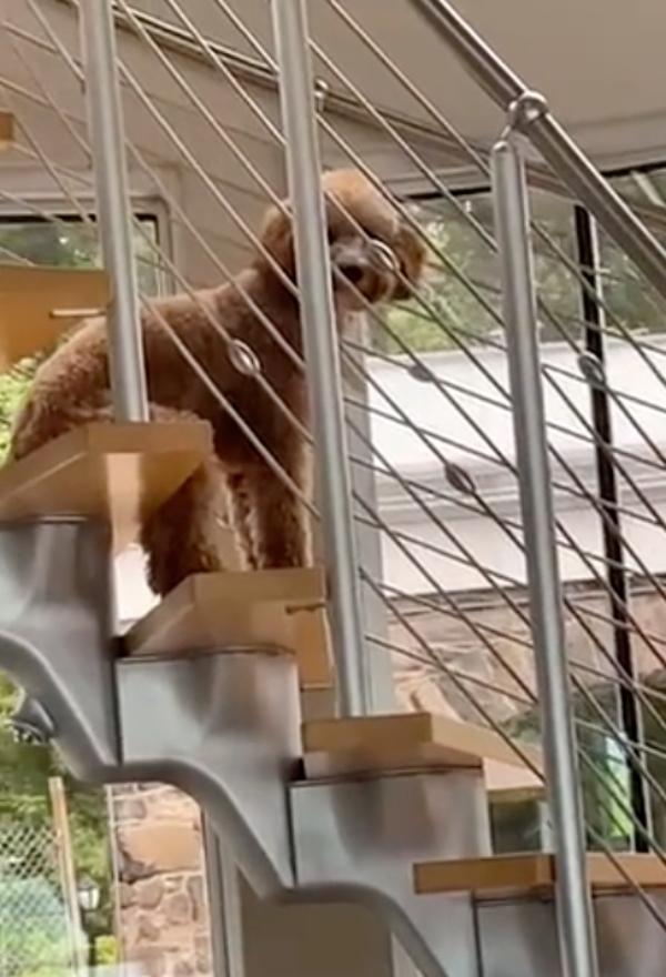 dog on stairs looking at his owner