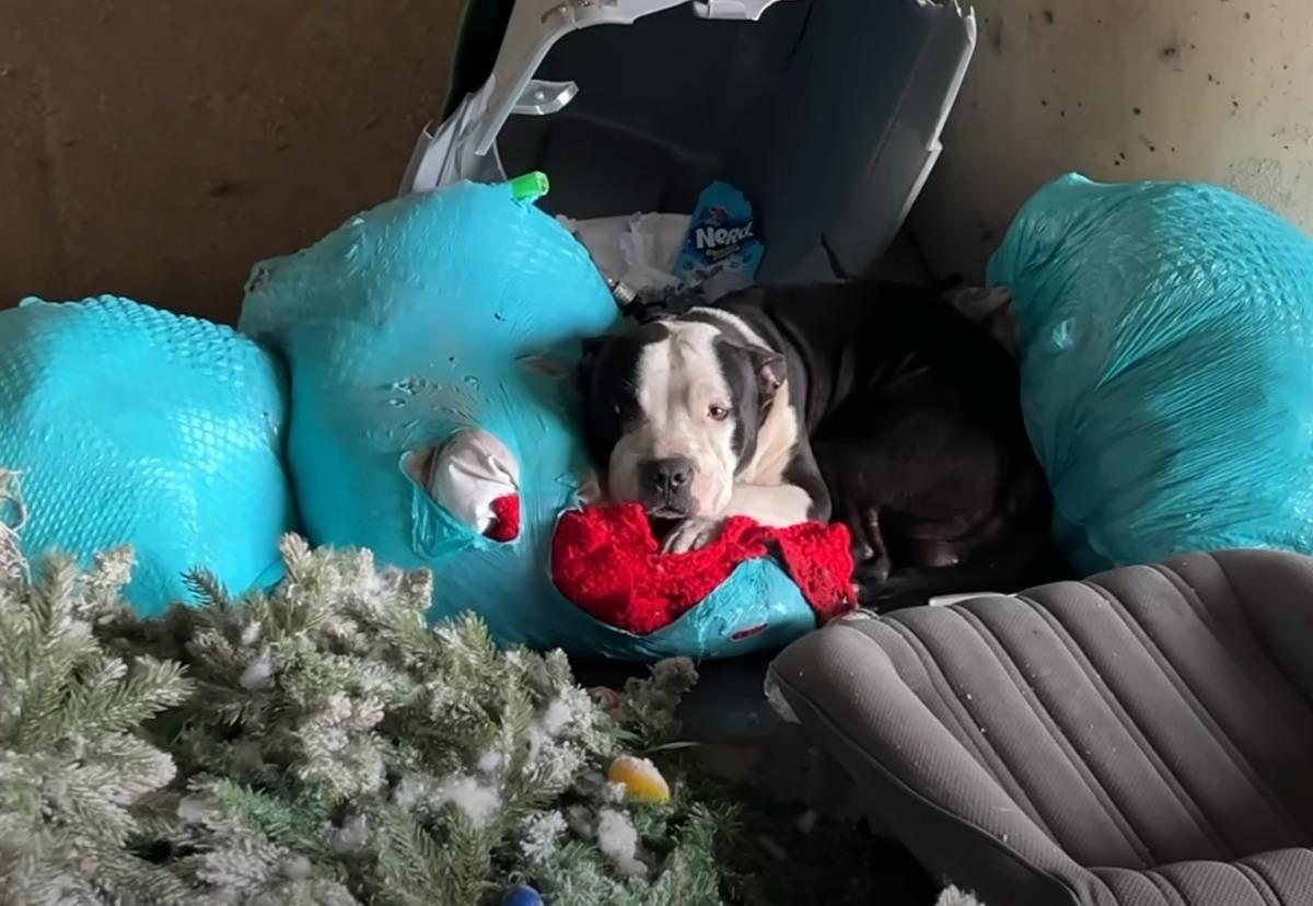 dog popping out from trash