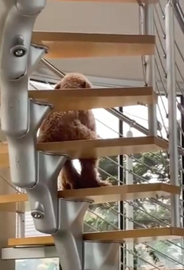 dog sitting like a human