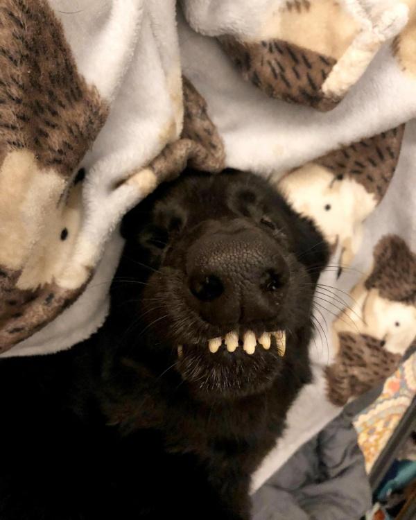 dog smiling with weird teeth