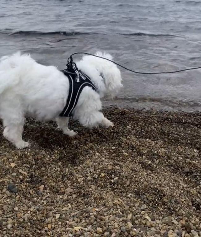 dog walking on shore with strange leash
