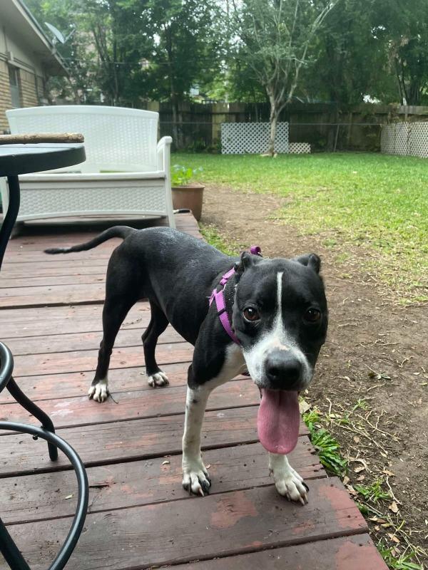 dog with tongue out in backyard