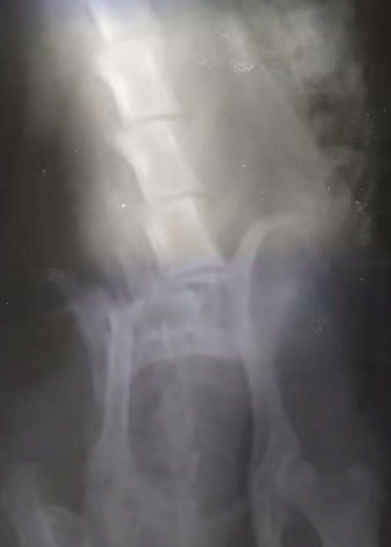 dog x ray