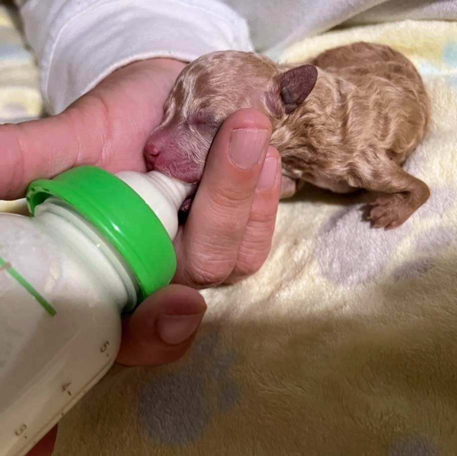 feeding a small newborn pup with a bottle