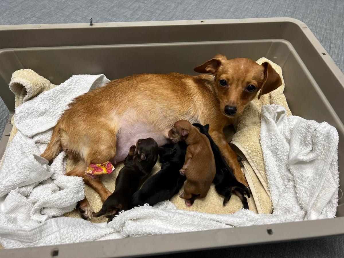 feeding her seven pups