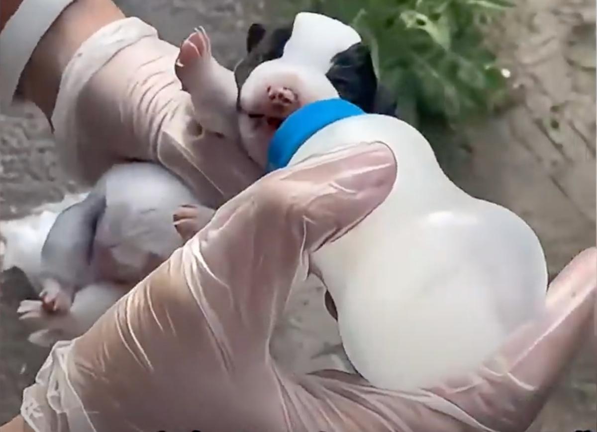 feeding one of the pups