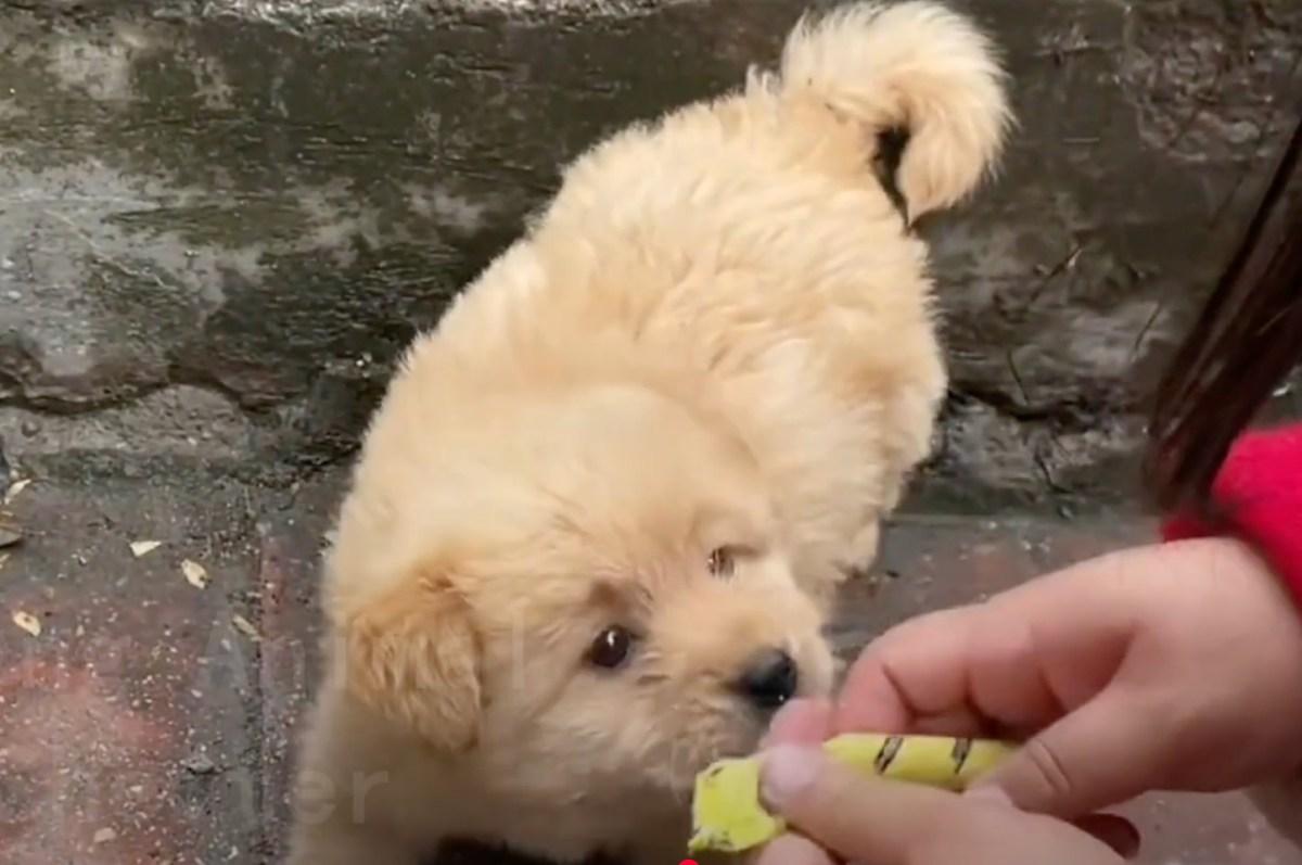 feeding the lost pup feeding the lost pup