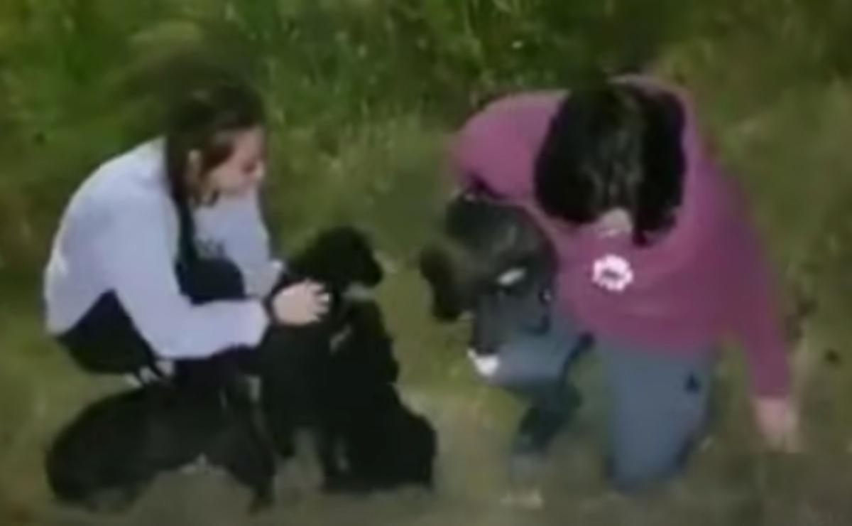 finding the puppies in the middle of the night