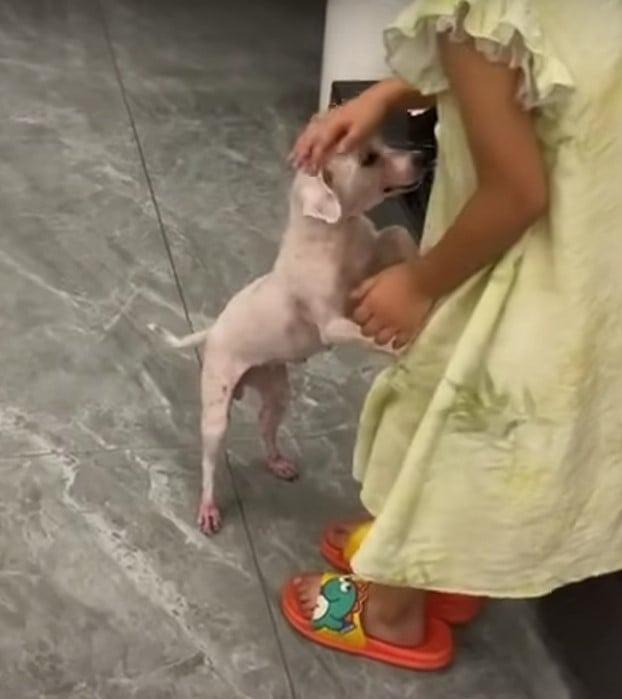 girl petting the dog after grooming