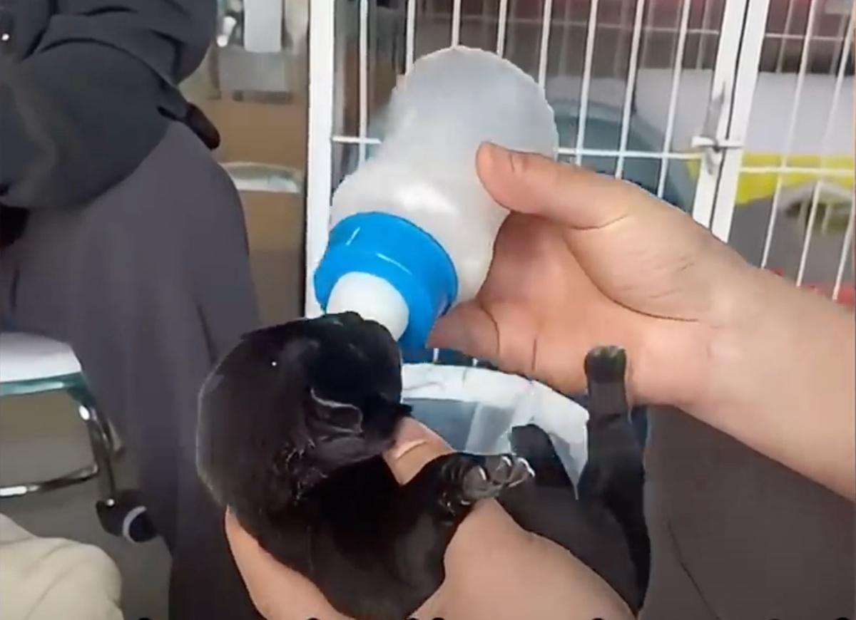 giving milk to one of the pups