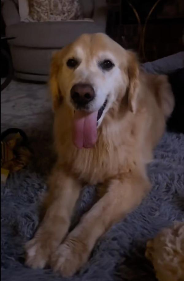 golden retriever lying on carpet
