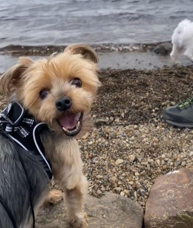 happy dog at the beach
