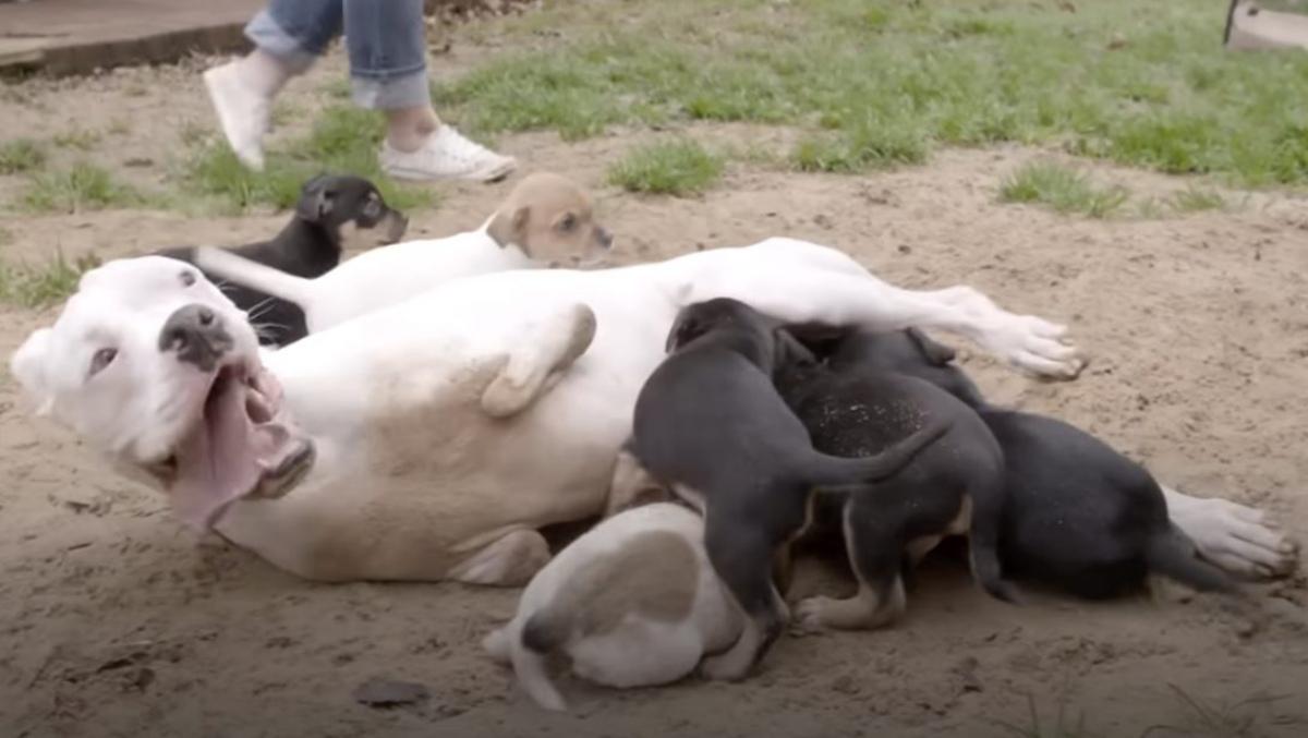 happy dog playing with small pups