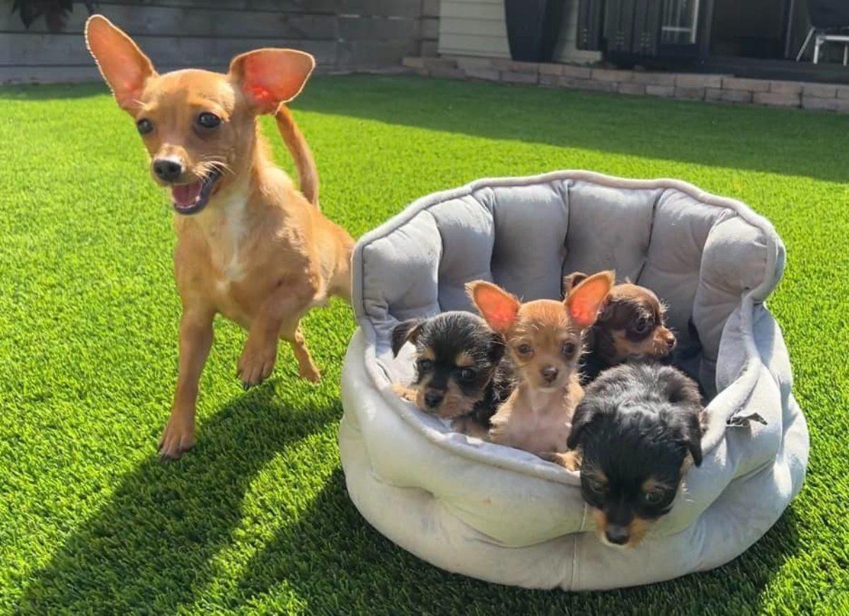 happy mama dog reunited with her pups