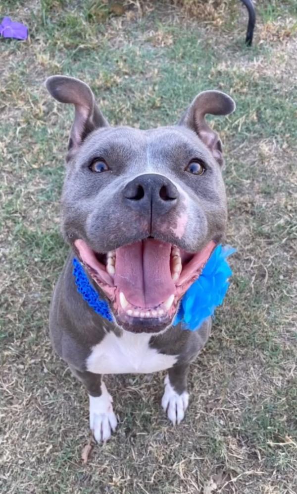 happy pittie after rescue