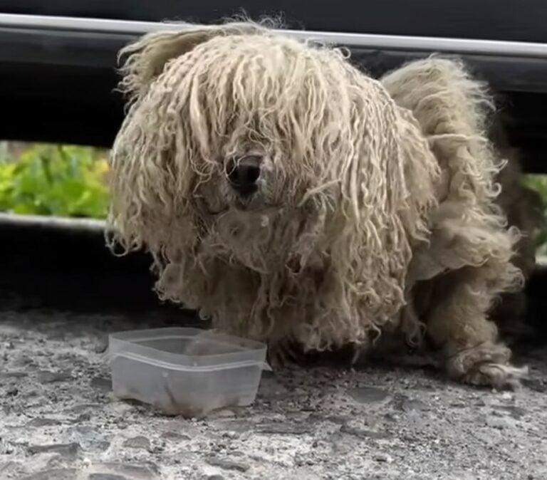 heavily matted dog