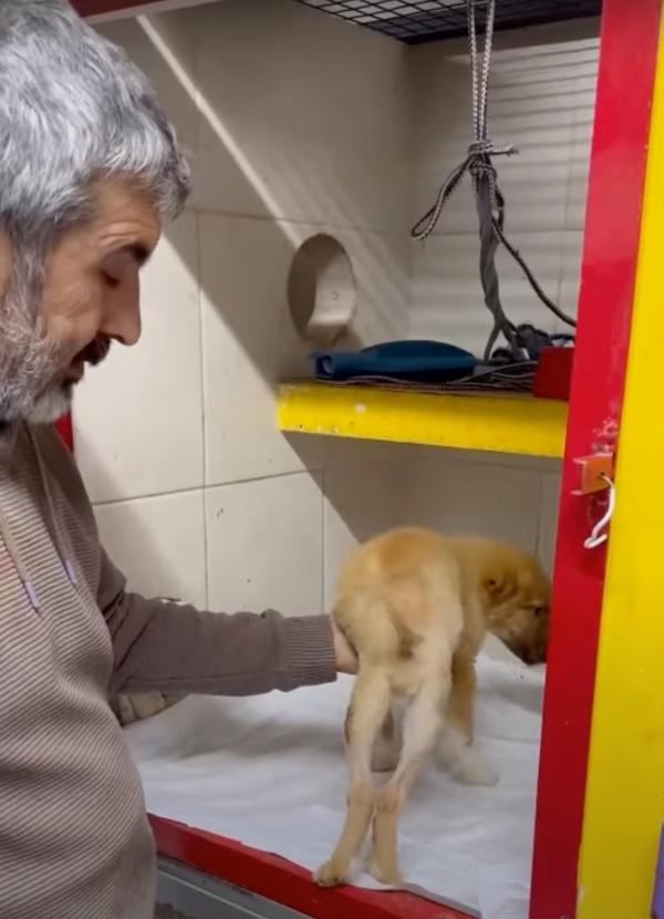 helping the dog to walk