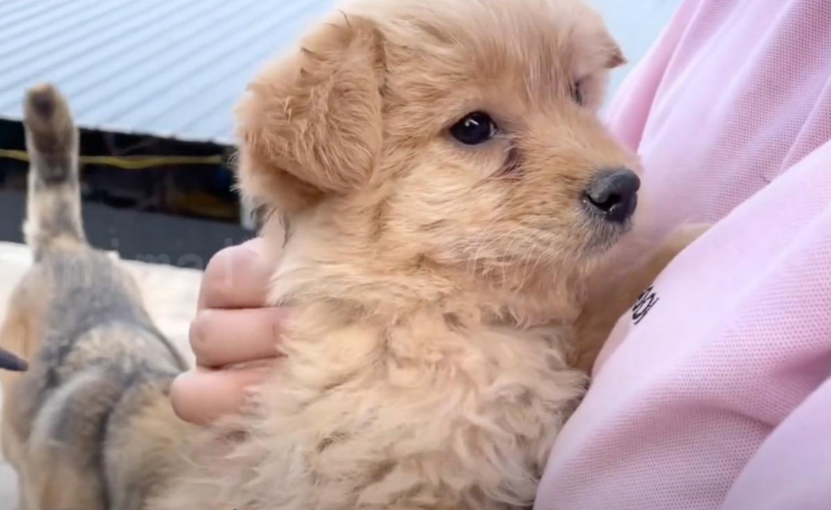 holding the cute pup holding the cute pup