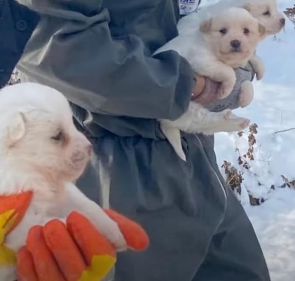 holding the newborn pups