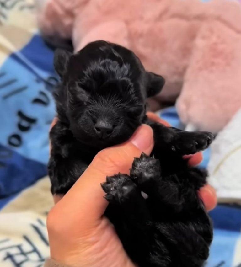 holding the tiny pup in one hand