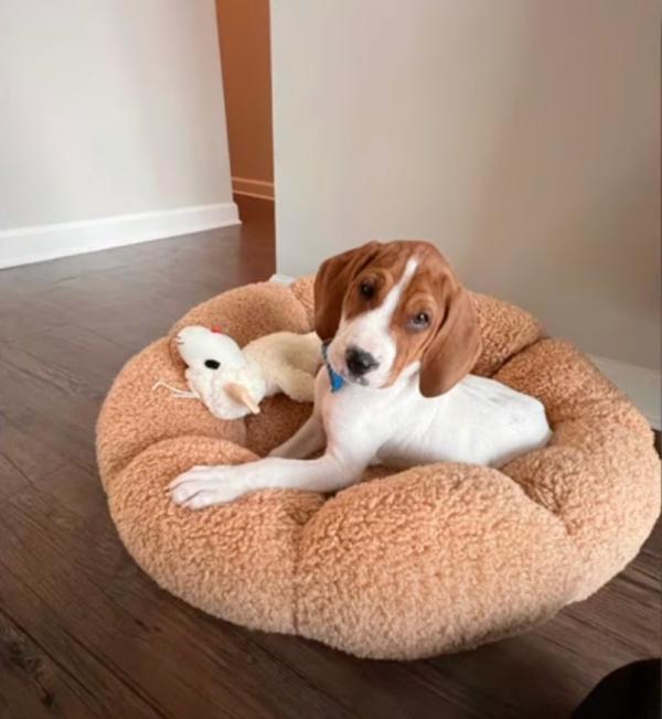 hound mix pup sitting in his couch