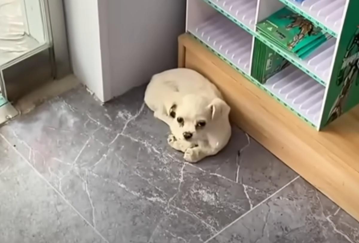 little white pup in corner