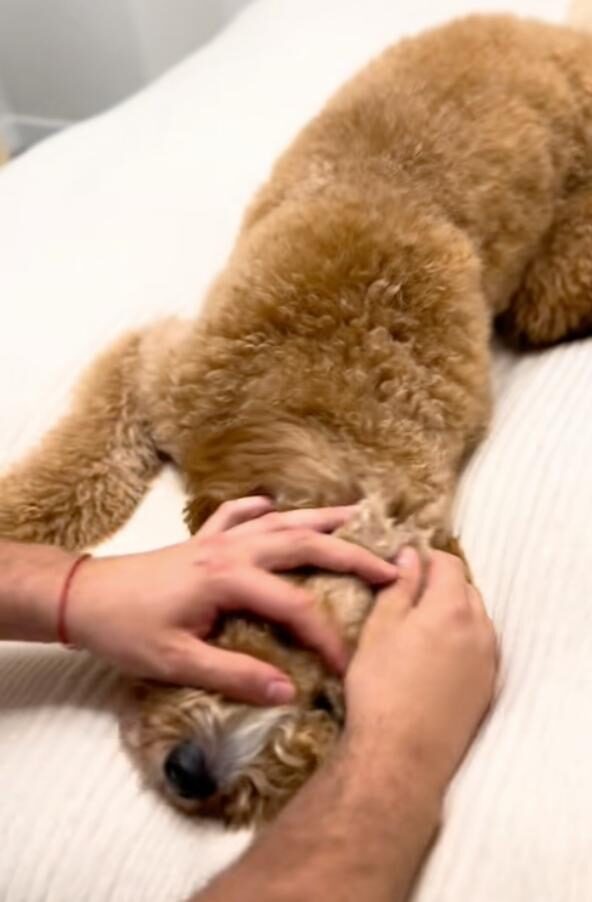 looking for a zipper