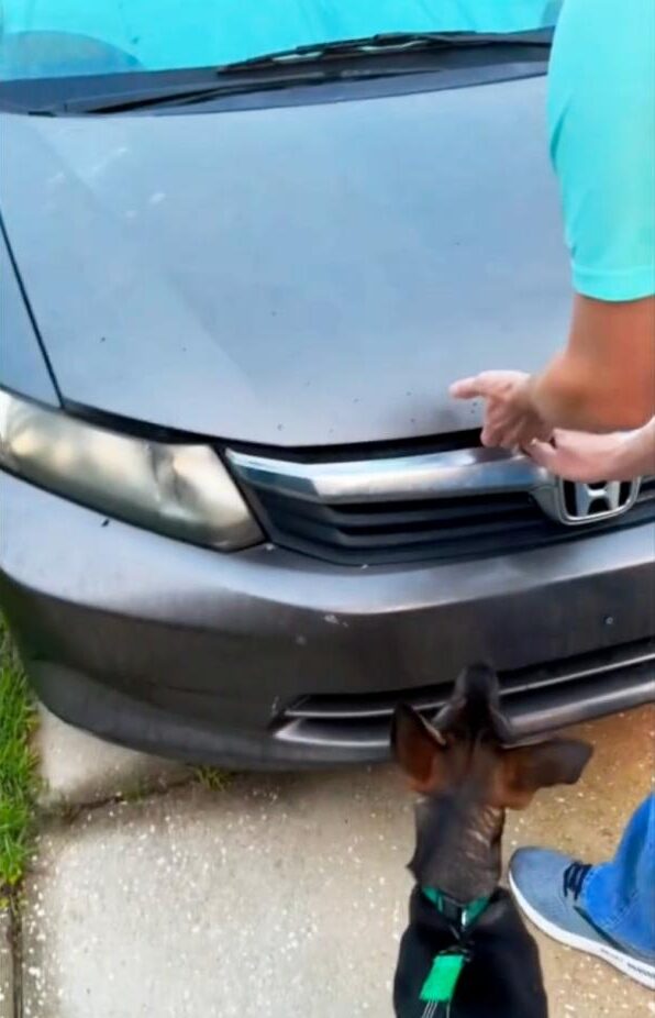 looking into the car