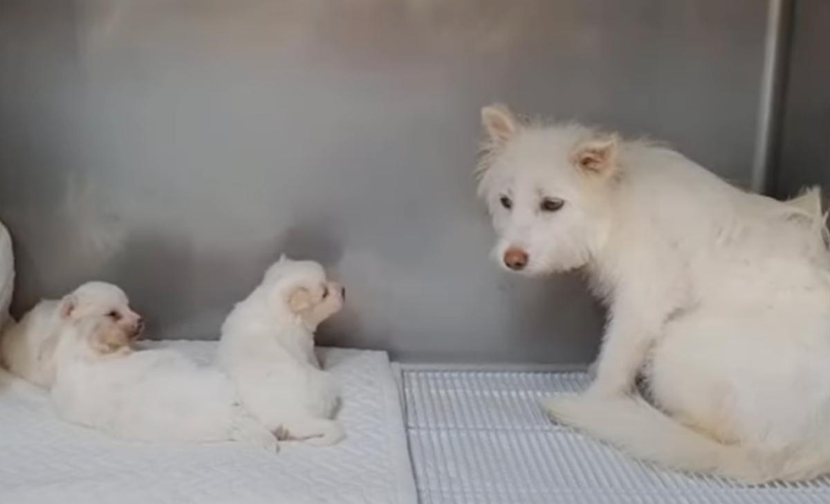 mama dog and her pups at the vet