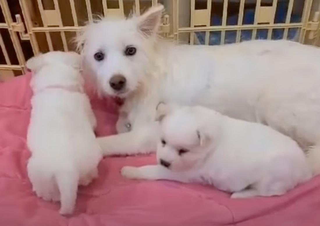 mama dog lying on pink couch with pups