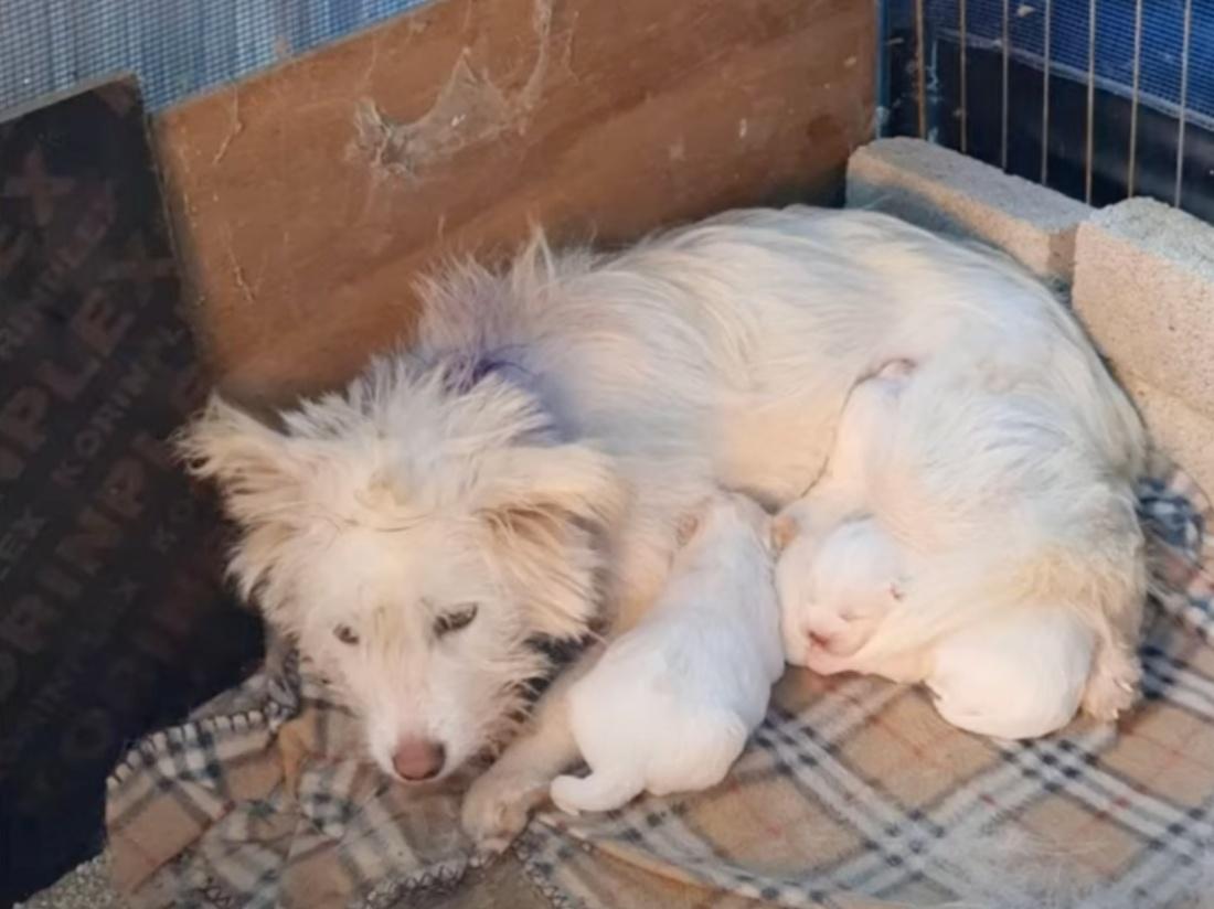 mama dog lying with her pups