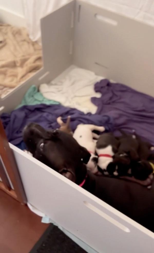 mama dog with her puppies