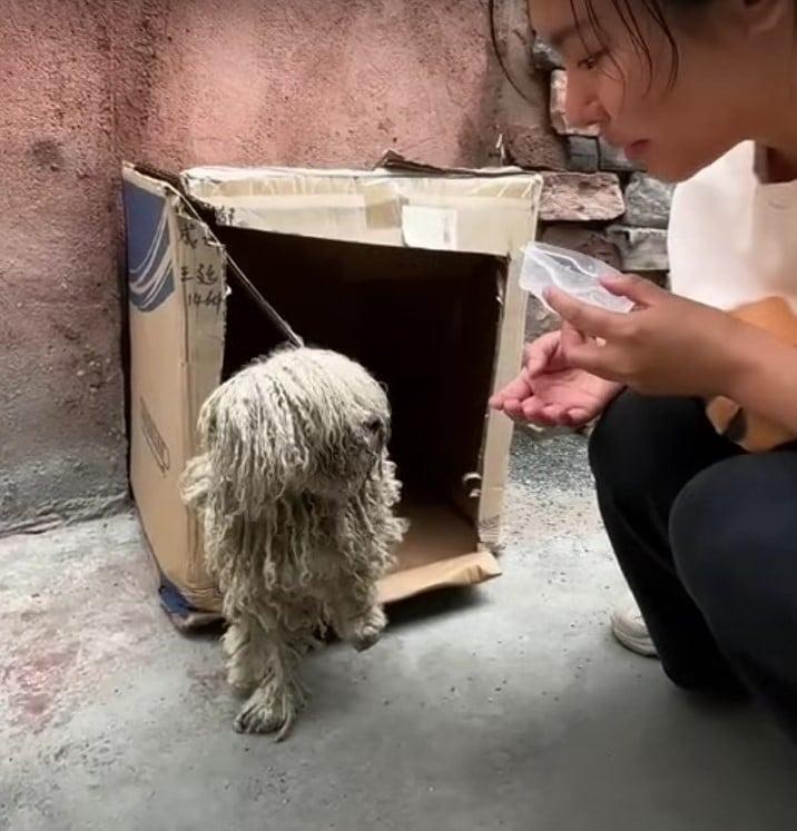 matted dog getting out of cardboard box