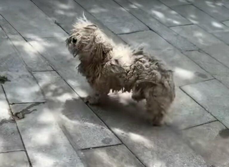 matted dog walking in street
