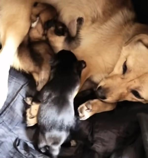 mother dog giving birth