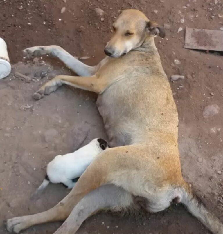 mother dog lyong on the floor and feeding a pup